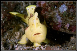 Warty Frogfish.Nikon F100,60mm,f27,1/180,YS-120&Z-240,RDP3. by Allen Lee 